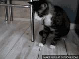 hairball[1]