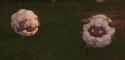 lamball_moment_thumb.jpg