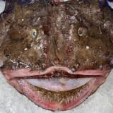 monkfish-face-2