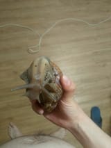 Big snail