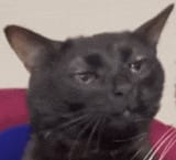 1727262386686239