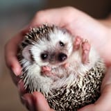 ServiceCards-Hedgehog