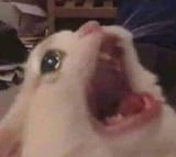 1000000183