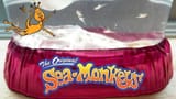 seamonkeys