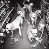 resevoir dogs