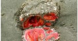 pyura_chilensis