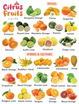 Citrus-Fruits