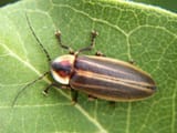 1200px-Photuris_lucicrescens