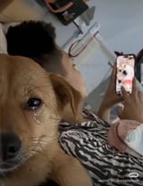 Sad Dog in bed