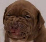 Chocolate sad pup