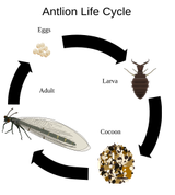 Antlion_life_cycle