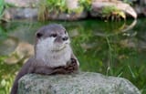 ottercontemplation