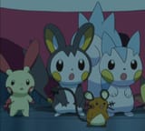 XY062 Rodents
