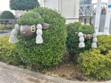 wooloo bushes
