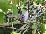 Venomoth
