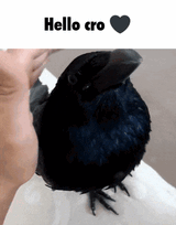 hello cro