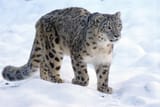 snow-leopard-1972724_1280