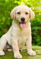 labrador-retriever-photo-7-2778597082