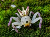 Brazilian Crab Spider