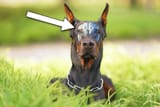 Doberman-Brain-Large