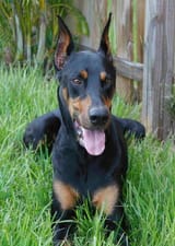 Dobermann_Black_and_Tan__Vito_