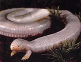 Mexican-mole-lizard-5