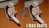 meme lizard