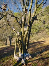 nanatree