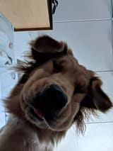 dog looking down at you