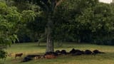cows