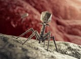 Bacteriophage-1207917628-scaled