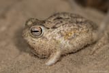 Breviceps_macrops_454407799