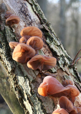 800px-Auricularia_auricula-judae