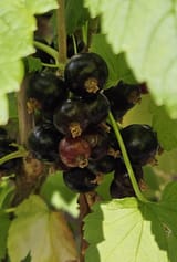 Ripe Kikis