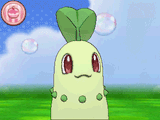 chikorita mad