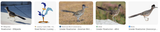 Screenshot 2025-06-19 at 15-25-41 roadrunner - Google Search