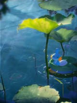__mudkip_wooper_and_lotad_pokemon_drawn_by_arc_draws__sample-8b12bef77c6e4a57e2ef0bc219935651