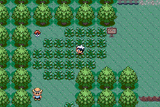 Cut_RSE_OW_grass