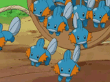 mudkip