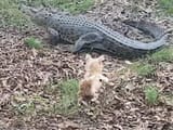 dog-crocodile[1]