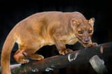 fossa_tail[1]