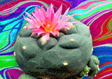 240827_peyote2-1[1]