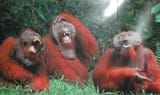 laughingmonkes