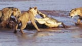 Lions-vs.-Crocodile-Fight-Samburu-National-Reserve-Kenya-August-6-2014[1]
