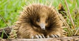 Echidna-Full-Width