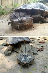 mata turtle