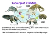 convergent-evolution-examples