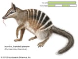 numbat-anteater[1]