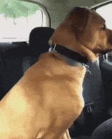 doggy
