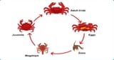 Crab-Life-Cycle[1]